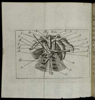 Fig. IIda.
