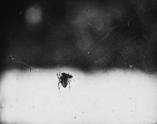 Spinnen. Kreuzspinne (Araneus) beim Mahl