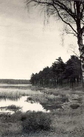 Braunsteich bei Weißwasser : Wulki hat pola Běłeje Wody