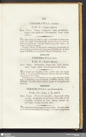 Terebratula ovoides. Tab. C. - Upper figure