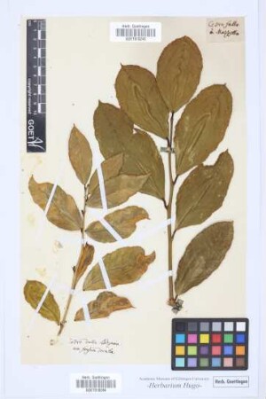 Cedro