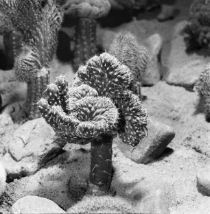 Dresden. Gartenausstellung. Kakteen (Cactaceae)