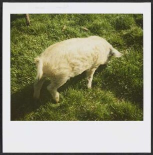 Mangalica-Schwein (Wollschwein) im Nationalpark Neusiedler See im Burgenland