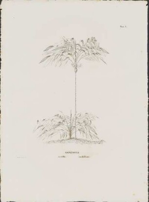 Tab. 4. Geonoma