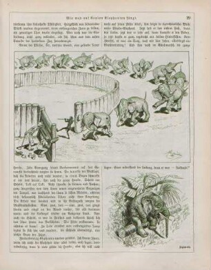 "Wie man auf Ceylon Elephanten fängt"