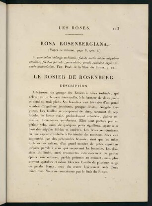 113-114, Rosa Rosenbergiana. Le Rosier de Rosenberg.