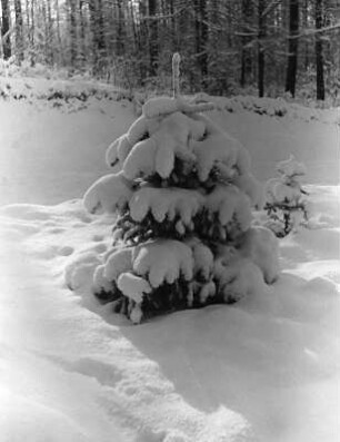 Winterbilder. Kleiner Nadelbaum im Schnee