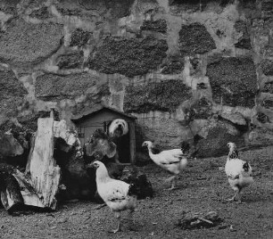 Archivfotografie "motive_tiere_haus_hunde_12791"