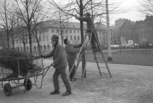 Städtisches Gartenbauamt. Ausputzung der Bäume im Karlsruher Schlossgarten