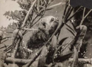Faultier (Sammlung Richard Wegner 1869/1931)