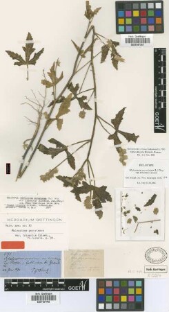 Malvastrum peruvianum (L.) A.Gray var. trisectum Griseb.[holotype]