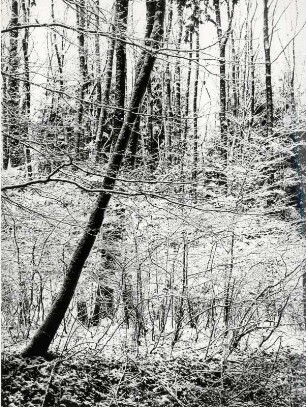 Winter im Wald