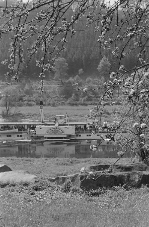 Blick auf die Elbe mit der "Königstein" durch die Zweige eines blühenden Baumes hindurch