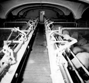 Schweinefütterung automatischer Futterzuteilung System Eichholz
