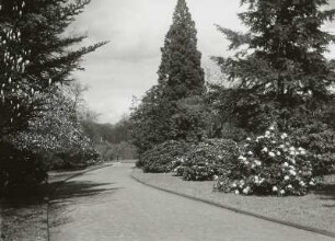 Dresden. Großer Garten. Rhododendrenhain