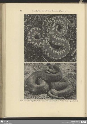 Normalfarbige Kreuzotter (Vipera berus)