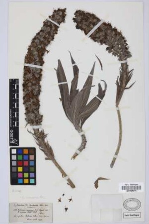 Echium candicans L. f.