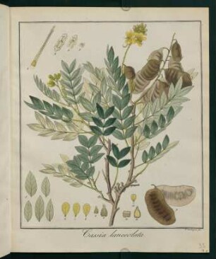 33r, Cassia lanceolata