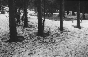 Schneeschmelze : Trichterartige Schneeschmelzerscheinungen in einem Wald