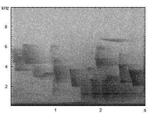 Buschtaube | Phaps elegans - Ruf