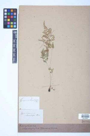 Anogramma chaerophylla (Desv.) Link