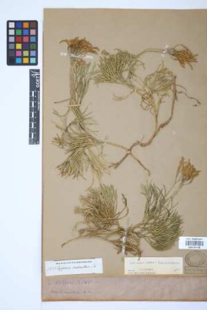 Diphasiastrum zeilleri (Rouy) J. Holub