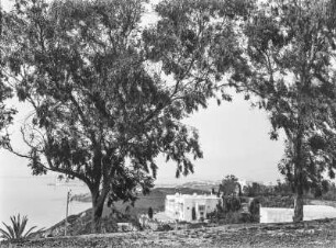 Bei Sidi Bou Saïd : Bäume am Stadtrand von Sidi Bou Saïd