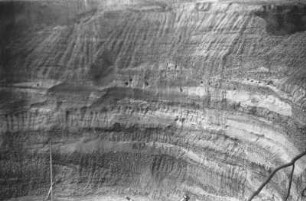 Felswand mit Schwalbenlöchern : Blick auf eine Donau-Sedimentwand mit Schlupflöchern von Uferschwalben