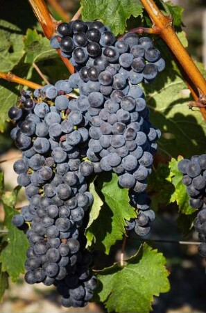 Frankreich. Aquitaine Gironde. Chateau Lafite Rothschild. Trauben des beruehmten Weingutes