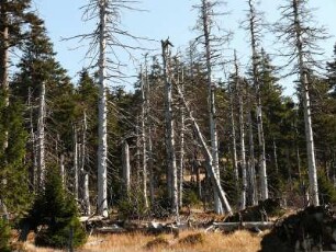 abgestorbener Nadelwald im Nationalpark Hochharz am Brocken