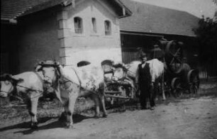 Fotografie: Dampfmaschine, Transport, Ochsen