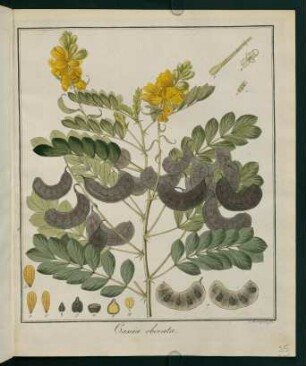 35r, Cassia obovata