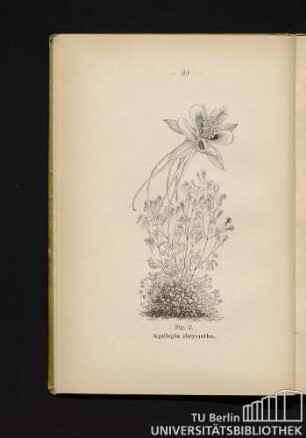 Fig. 2. Aquilegia chrysantha.