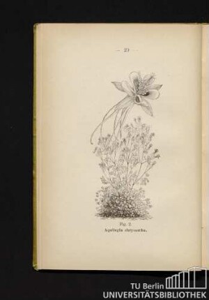 Fig. 2. Aquilegia chrysantha.