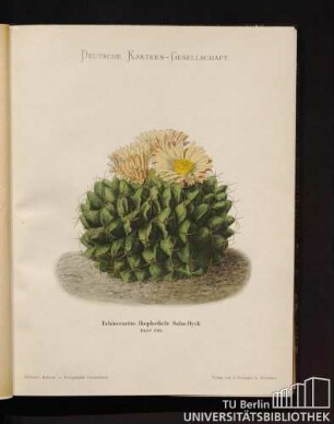 Tafel 126. Echinocactus Iophothele Salm-Dyck