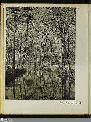 Auenwald (Pleiße bei Markkleeberg)