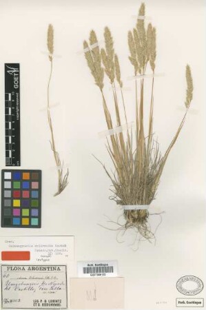 Calamagrostis sclerantha Hack. [isotype]