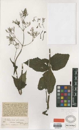 Valeriana cordata Griseb.[type]