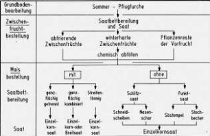 Bestellverfahren für Mais mit Sommer-Plfugfurche und Zwischenfrucht