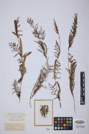 Calamus
