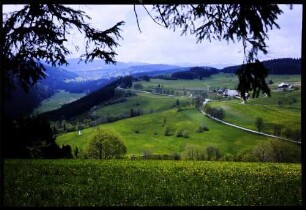 Saig: vom Kuhberg zur Hochhalde, Richtung Altglashütten