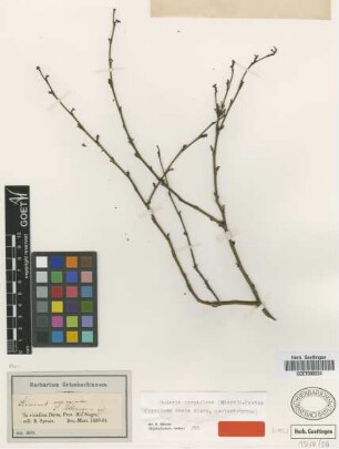 Liriosma ovata Miers [isolectotype]