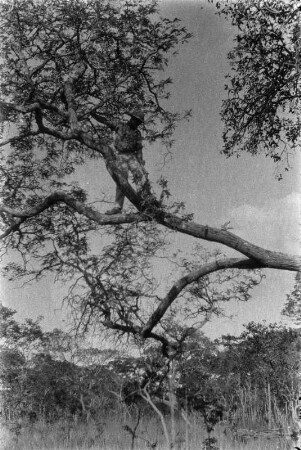 Pflanzlicher Parasit (Nordrhodesien-Aufenthalt 1930-1933 - Area 24)