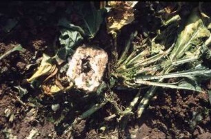 Fotografie: Feldfrucht, Zuckerrübe