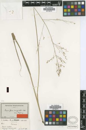 Panicum flavomarginatum Mez [isotype]