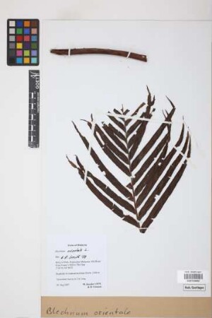Blechnum orientale L.