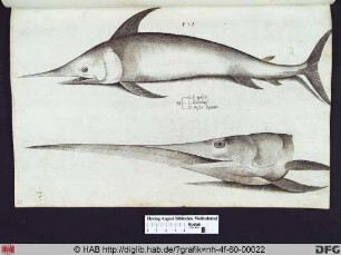 L. Gladius. V. Pesce Spada.