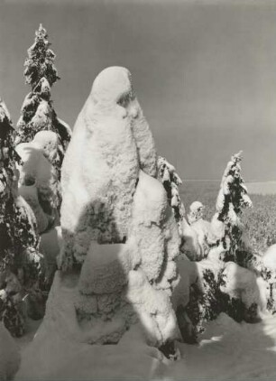 Osterzgebirge. Kahleberggebiet. Fichten in Schnee und Rauhreif