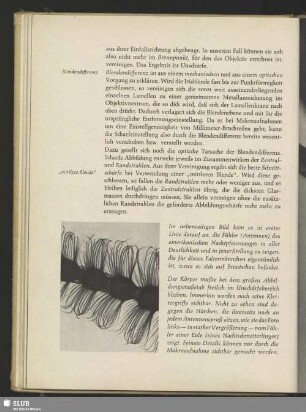 Teil der Antenne eines Schmetterlings