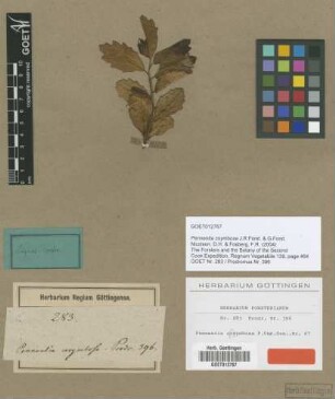 Pennantia corymbosa J.R.Forst. & G.Forst. [type]